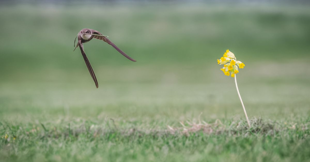 Swift bird in flight over a green lawn with a yellow flower, showcasing grace and speed.